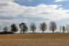 Looking towards Lake Erie, these bare trees caught my eye for the interesting contrast of texture between the field, trees and sky