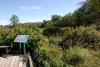 The south bridge, lots of green, no water!