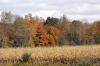 Looking across the corn in Dexter