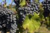 Grapes ready for harvest