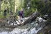 Crossing a fallen tree