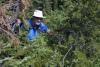 Ralph pushing through the undergrowth