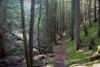 A portion of the Vedder Mountain trail