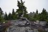 An old tree at the summit with the highest point in behind