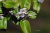 Apple blossoms about to emerge